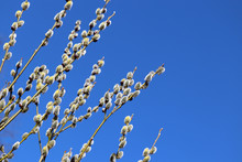 Pussy Willow Flowers On The Branch, Blooming Verba In Spring Forest On Blue Sky Background. Palm Sunday Symbol, Catkins In Sunny Day
