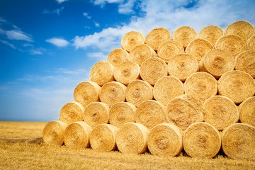 bales on the field are folded for second use on the field to the animal background