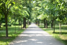 Blurred Path In The Park
