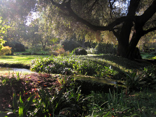 Garden of Ninfa