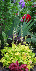 Wall Mural - View of a perennial cottage garden with lots of different plants such as roses, iris and colorful heuchera