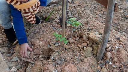 The hand of a boy planting a tree