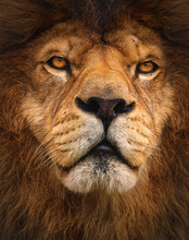 Detail Portrait Lion