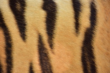 A black tiger pattern is tamed on the skin of the Bengal tiger.