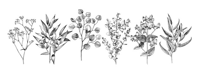 set of hand drawn flowers, leaves and branches.