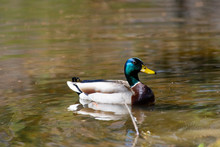 Duck Swimming On A Pond