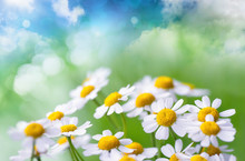 Camomile Flowers On Fantasy Background 