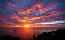 Stunning Sunrise Over The Ocean With Beautiful Red Clouds And Silhouettes Of Birds Flying Towards The Sun