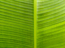 Close Up Banana Leaf Pattern.The Stripes Of Green Foliage Background.