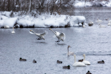 Sticker - A flock of Whooper swan and ducks wintering on the thermal lake Svetloe (Lebedinoe), Altay, Russia