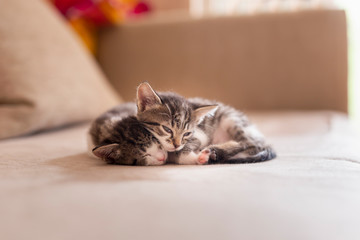 Wall Mural - Kittens sleeping on the sofa