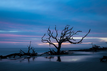 Wall Mural - Morning light and waves at Driftwood Beach, on the Atlantic Ocean at Jekyll Island, Georgia.