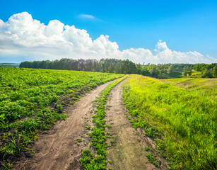 Wall Mural - country road in sunny day