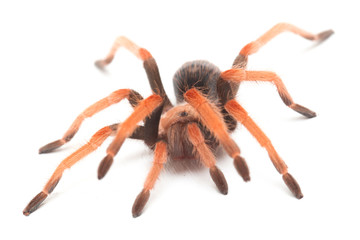 Mexican Fireleg Tarantula (Brachypelma boehmei) isolated on white background