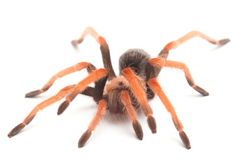 Mexican Fireleg Tarantula (Brachypelma boehmei) isolated on white background