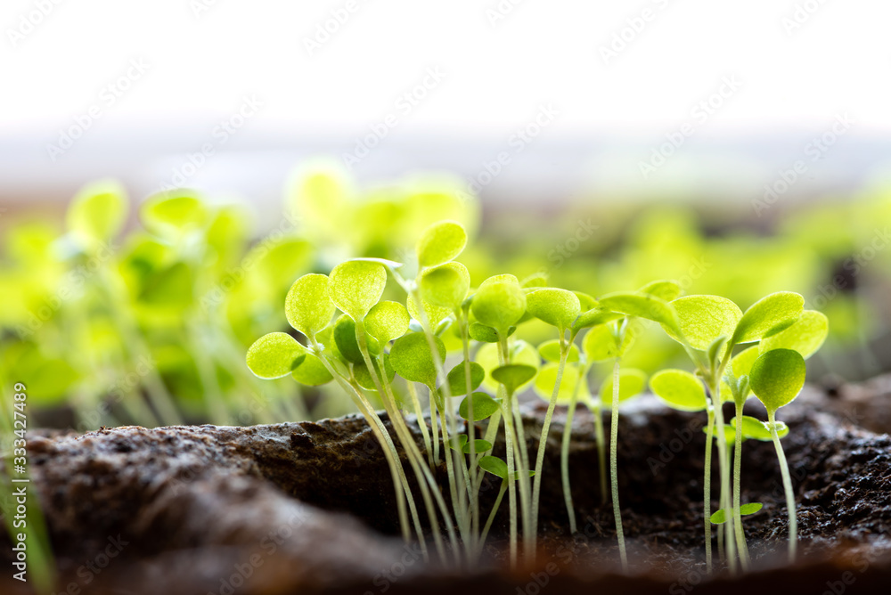 Seedlings of vegetables growing in peat pots closeup, defocus. Young ...