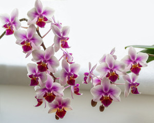 Soft focus of two beautiful branches of double color mini orchids Brother Pico Sweetheart. Phalaenopsis, Moth Orchid are on white blurry background. Lovely idea for any design. Place for your text