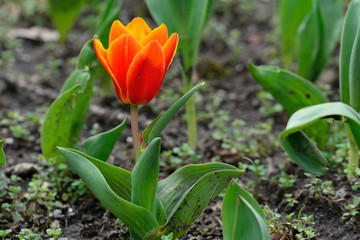 Red - orange tulip in spring isolated closeup 