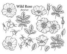 Wild Rose Flower Set, Line Art Drawing. Outline Floral Design Elements Isolated On White Background, Vector Illustration