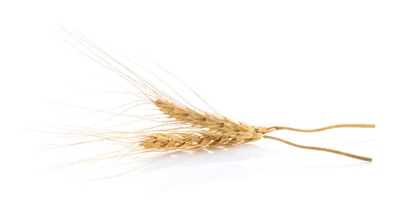 barley grains on white background