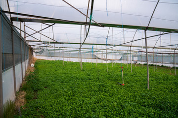 Greenhouse for the cultivation of salad stock photo (sogan,tere,roka,maydonoz)