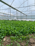 Fototapeta  - Greenhouse for the cultivation of salad stock photo (sogan,tere,roka,maydonoz)