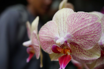 orchid isolated on blur background. Closeup of phalaenopsis orchid. white white Phalaenopsis with pink stripe hybrid