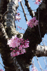 Wall Mural - 桜