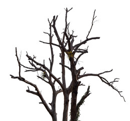 Wall Mural - dead tree with clipping path isolated on white background.