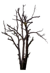 Wall Mural - dead tree with clipping path isolated on white background.