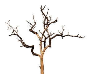 Wall Mural - dead tree with clipping path isolated on white background