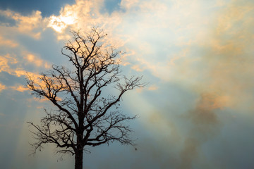 Wall Mural - silhouette dead dry tree isolated on blue sky, sunset