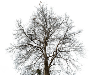 Wall Mural - black of dead tree with clipping path isolated on white background.