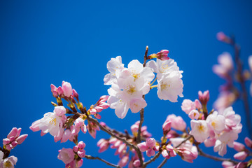 Wall Mural - 近江神宮の陽光桜