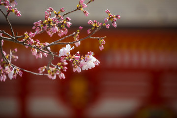 Wall Mural - 近江神宮の陽光桜