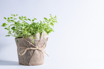 Wall Mural - Fresh aromatic oregano in a pot on white background with copy space for your design. Aromatic herbs, home gardening concept.