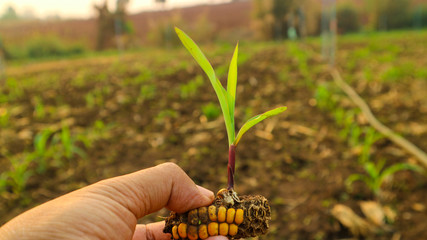 Corn seedlings in the hand