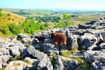 Canvas Print - Sheep in idyllic English countryside