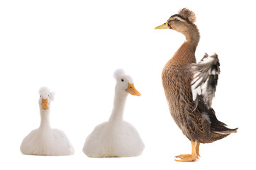 Poster - standing beautiful brown duck with spread wings isolated