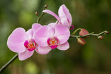 Fototapeta Storczyk - Pink orchid on green background