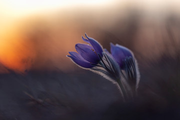 Pulsatilla grandis - Two-flowered Pasque Flower, two large pasque flowers on a green meadow at sunse