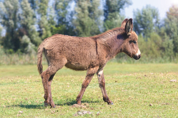 Funny cute baby donkey on spring pasture