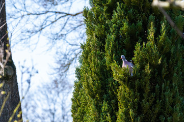 a pigeon flies and sits in the trees to look  for food for the little ones