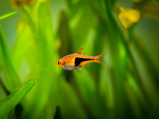 Poster - Harlequin rasbora (Trigonostigma heteromorpha) on a fish tank with blurred background