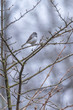 © Melissa - Cute fat gray and white bird perched on tree branch in forest in spring