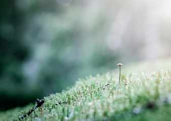 Little mushrooms