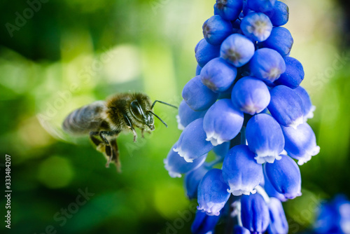 Fotomural abeille en vol butine une fleur, couleur en été