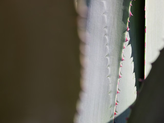 Cactus leaves with spikes. Natural background with a prickly plant.