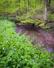 Wall Mural - Virginia bluebells line the banks of Lily Cache Creek as it winds its way through O'Hara Woods Nature Preserve in Will County, Illinois.