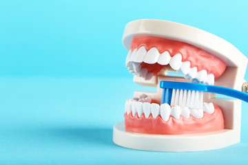 Wall Mural - Teeth model with toothbrush on blue background